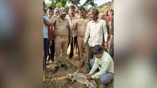 बाबरपुर गांव में मगरमच्छ को रस्सी से बांधता गणमीण व मौजूद वन विभाग की टीम व ग्रामीण