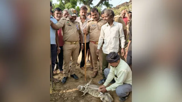 हरदोई में गर्रा नदी से निकलकर गांव में घुसा मगरमच्छ, ग्रामीणों ने रस्सी से बांधा
