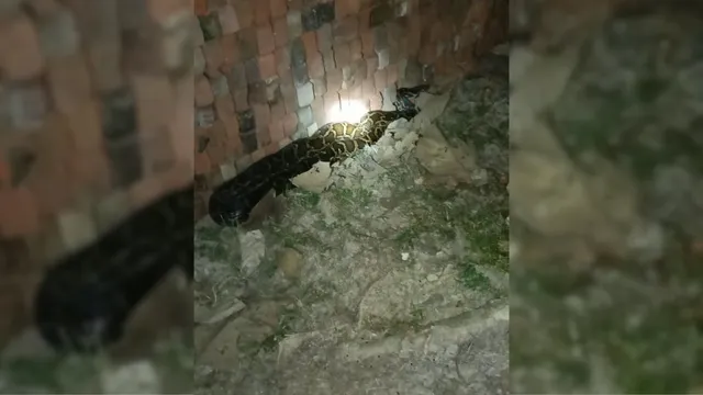 महाराजगंज के सोनवल गांव में आबादी के बीच मिला विशाल अजगर, ग्रामीणों ने मच्छरदानी से पकड़ा
