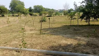 40 हजार पौधों से लहलहाएगी हरियाली।
