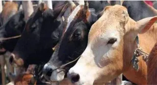 पशुपालकों को आर्थिक सुरक्षा देने और पशुधन को संभावित जोखिमों से बचाने के लिए पशुधन बीमा योजना शुरू हो गई है। प्रतीकात्मक तस्वीर