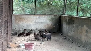बदायूं के बारापत्थर के फौजी पड़ाव में वन विभाग के सेंटर में घायल चील। जागरण
