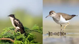 ग्रीष्मकालीन पक्षी जैकोबिन कुक्कू और शीतकालीन प्रवासी पक्षी कामन सैंडपाइपर स्रोत इंटरनेट मीडिया