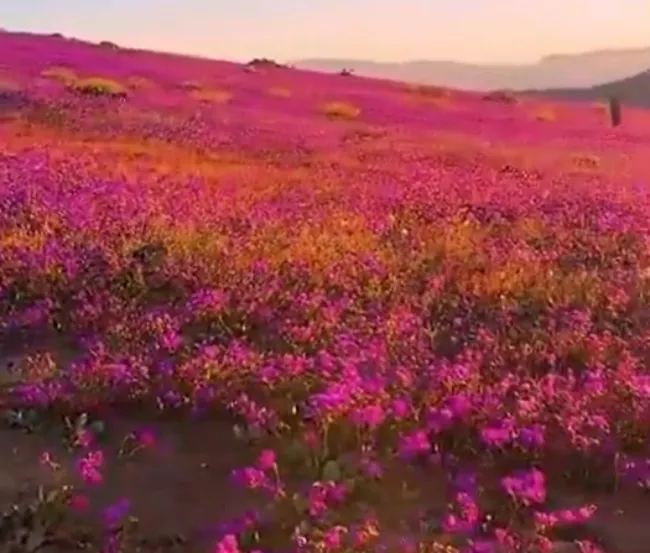 Chile's Desert Bloom