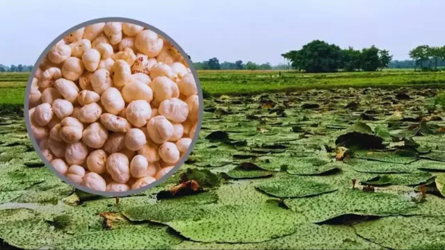 कश्मीर में उपजेगा मिथिला का मखाना, किसानों को ट्रेनिंग देने दरभंगा से जाएगी एक्सपर्ट की टीम 
