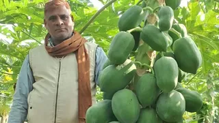 अरक गांव में पपीते के बगीचे में किसान विनोद सिंह। जागरण