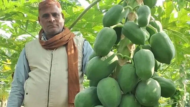 बिहार के इस किसान ने 1 एकड़ से शुरू की पपीते की खेती, अब 8 एकड़ से कमा रहे 5 लाख तक मुनाफा!
