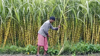 गन्ना किसानों की शिकायतों पर बनेगी उच्चस्तरीय समिति