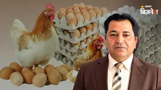 पोल्ट्री फीड की महंगाई का असर