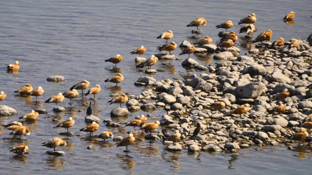 आसन वेटलैंड में 300 प्रवासी परिंदों ने डाला डेरा, पर्यटन को मिली नई उड़ान