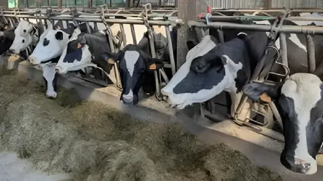 ₹60.16 करोड़ से ब्राह्मण माजरा में बनेगा आधुनिक डेयरी कॉम्प्लेक्स, आबादी से बाहर होंगी अंबाला की डेयरियां