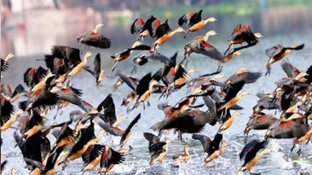 सात समंदर पार से आए मेहमान, रूस और कजाकिस्तान से हजारों KM का रास्ता तय कर हरियाणा क्यों पहुंचते हैं विदेशी पक्षी?
