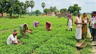 दलहन की खेती से बढ़ेगी किसानों की आय (एआई जेनरेटेड तस्वीर)