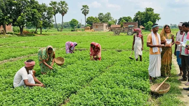दलहन की खेती से बढ़ेगी किसानों की आय, समस्तीपुर में मसूर की खेती पर ₹12,000 प्रति क्विंटल मिलेगी सब्सिडी
