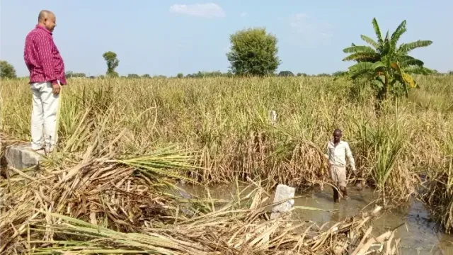 मधुबनी में धान के बाद अब गन्ने की फसल बर्बाद, मजदूरों की किल्लत और लागत न निकलने से किसान परेशान
