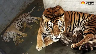जमशेदपुर में बाघों का कुनबा बढ़ा: सुनैना बनी मां, नए मेहमानों के नामकरण का शहरवासियों को मिला मौका