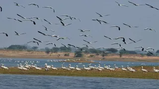 नागी बर्ड सेंचुरी। फोटो जागरण