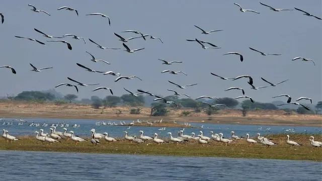 Bihar Tourist Place: सर्दियों में गुलजार हुआ जमुई का नागी-नकटी, रूस और यूरोप से पहुंचने लगे प्रवासी पक्षी
