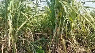 Saharsa Sugar Mill Setup Saat Nischay 3: सहरसा में सात निश्चय-3 के तहत खुलेगी चीनी मिल