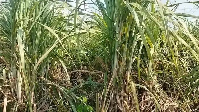 कोसी में फिर लौटेगी मिठास! सहरसा में खुलेगी चीनी मिल, दो प्रखंडों में जमीन चिह्नित; 20 हजार हेक्टेयर में होगी गन्ने की खेती