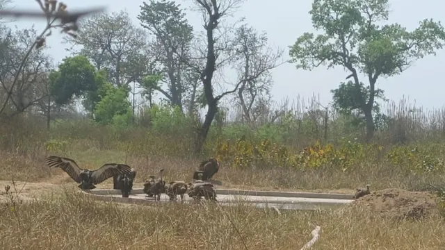 बिहार के वीटीआर में पर्यटकों को अब बाघ के साथ दिखेंगे 'आसमान के सफाईकर्मी
