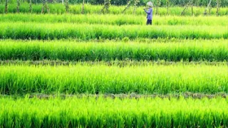 केंद्र ने दिया है पहले की तुलना में कम चावल उठाने का निर्देश।