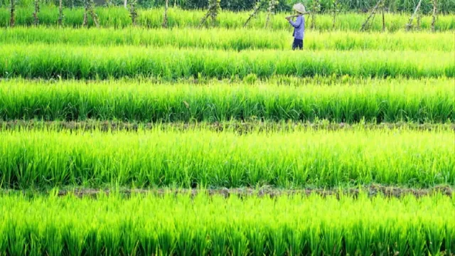 झारखंड में किसानों को धान पर मिलेगा एडवांस पैसा, खरीद लक्ष्य इस वर्ष कम; बिचौलियों पर लगेगी लगाम