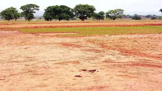 सीहोर में आदिवासियों ने किया था 31.48 हेक्टेयर जमीन पर कब्जा