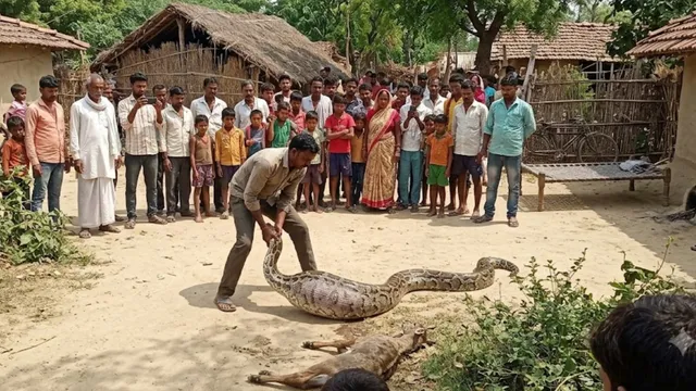 प्रतापगढ़ में अजगर ने निगला नीलगाय का बच्चा, सर्पमित्र ने किया रेस्क्यू
