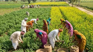 आधुनिक खेती से बढ़ेगी किसानों की आमदनी, दलहन-तिलहन पर स्पेशल फोकस (AI Generated Image)
