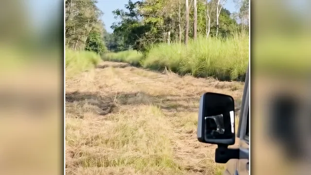 Pilibhit Tiger Reserve: 1 नवंबर से शुरू हो रहा नया पर्यटन सत्र, सफारी रूट से लेकर जंगल तक बदले नजारे
