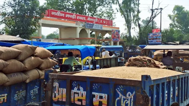 मैनपुरी की अनाज मंडी में धान की बंपर आवक, ट्रैक्टरों की लाइन से लगा लंबा जाम
