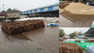 नई अनाज मंडी में तेज बारिश से बर्बाद हुआ बाजरा।