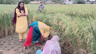 डीएम मेधा रूपम ने खेत पहुंचकर कराई क्रॉप कटिंग।