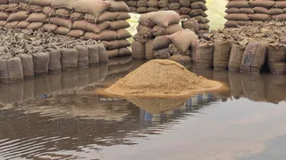 करनाल की असंध अनाज मंडी में भीगा धान (जागरण फोटो)