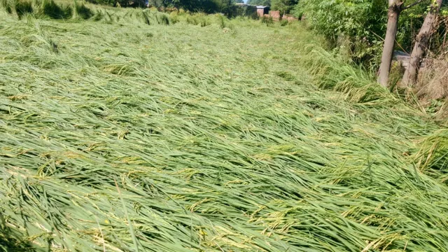 जम्मू में किसानों की मेहनत पर फिरा पानी, हीरानगर में बारिश से धान की फसल बिछी; भारी नुकसान की आशंका
