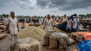 अटेली मंडी में बाजरे का भाव गिरा ( एआई इमेज )