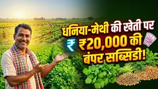 धनिया-मेथी की खेती पर सरकार दे रही ₹20000 की बंपर सब्सिडी (AI Generated Image)