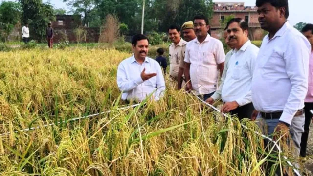DM मैनपुरी खुद उतर गए खेत में, दराती लेकर काटी फसल; गुणा भाग कर जोड़ दी शुद्ध आय