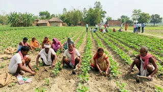 धान-मक्का के बाद अब राजमा से चमकेगी सुपौल के किसानों की किस्मत (AI Generated Image)