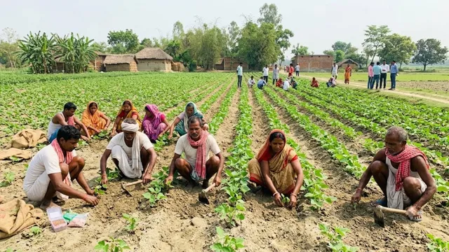 धान-मक्का के बाद अब राजमा से चमकेगी सुपौल के किसानों की किस्मत, विभाग बीज पर देगा अनुदान
