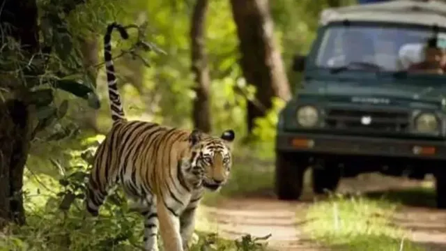 Bihar Tourism : बाघों के दीदार के लिए हो जाइए तैयार, 17 अक्टूबर से खुलेगा वाल्मीकि टाइगर रिजर्व
