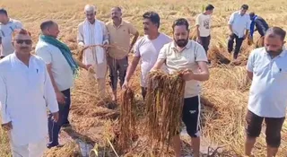 परगवाल में मौसम की मार से धान की फसल बर्बाद।