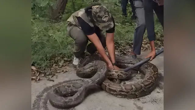 सड़क पर आया 90 किलो वजनी विशालकाय अजगर, लखीमपुर में दो घंटे ठप रहा आवागमन
