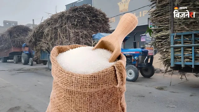 दीवाली से पहले गन्ना पेराई को लेकर बढ़ी चिंता! मिलों का काम ठप, हर एकड़ ₹20000 के नुकसान का दावा क्यों कर रहे किसान?

