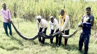 हैदलपुर के जंगल में अजगर को दिखाते ग्रामीण । सौ. ग्रामीण