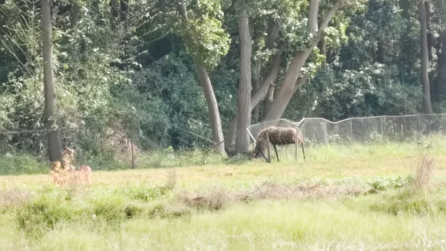 PTR में 1 नवंबर से शुरू होना है पर्यटन सत्र, पर उससे पहले 6 हाथियों ने मचाया गदर; टूटी फेंसिंग
