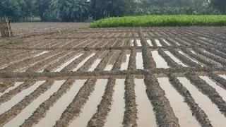 बारिश के बाद आलू के खेतों में जमा पानी।