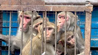 ताजमहल के पास से पकड़े गए बंदर।