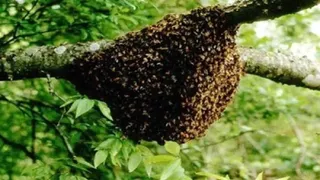 मधुमक्खियों के हमले से प्रतापगढ़ में वृद्ध की मौत हो गई।